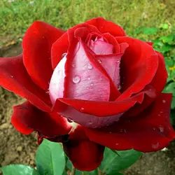 Роза чайно-гибридная "Люксор"
