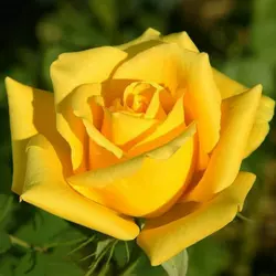 Роза "Жовтий Острів"