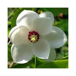 Магнолия Зибольда (Magnolia sieboldii)