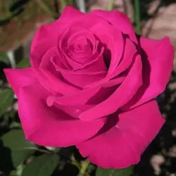 Роза чайно-гибридна "Топаз"