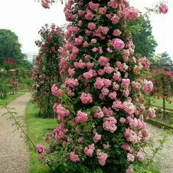 Роза плетистая "Розова жемчужина"