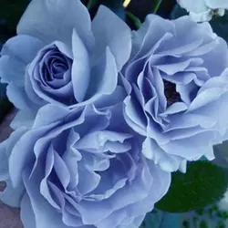 Роза Blue Moon