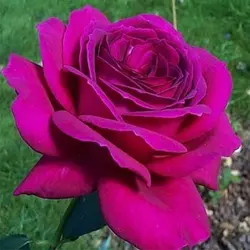 Роза чайно-гибридна "Юріанда"