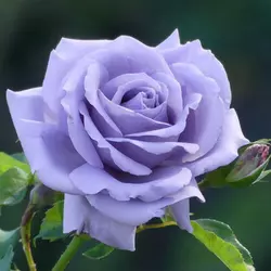 Роза "Голубой нил"