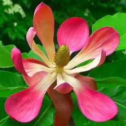 Магнолия лекарственная (Magnolia officinalis)