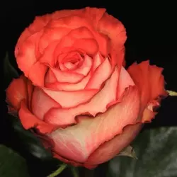 Роза "Ігуанна"