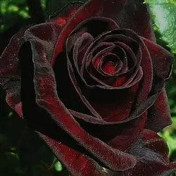 Роза "Чорная магия"