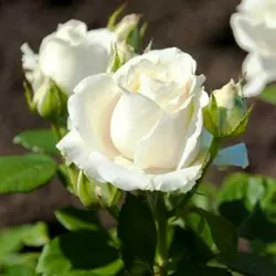 Роза чайно-гибридная "Аваланж"
