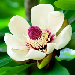 Магнолия (Magnolia obovata)