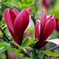 Магнолия лилиецветная (Magnolia liliflora)