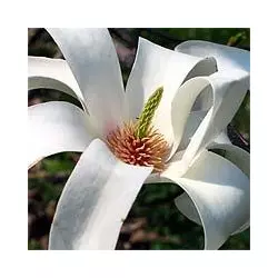 Магнолия обнаженная (Magnolia denudata)