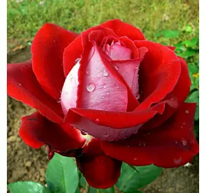Роза чайно-гибридная "Люксор"
