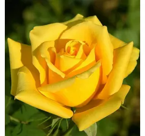 Роза "Жовтий Острів"