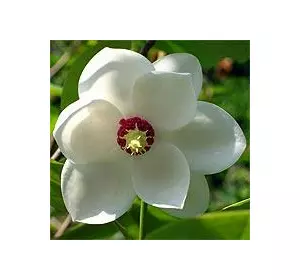 Магнолия Зибольда (Magnolia sieboldii)