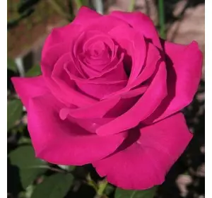 Роза чайно-гибридна "Топаз"