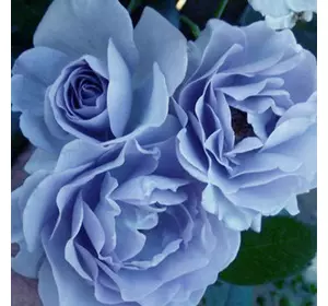 Роза Blue Moon