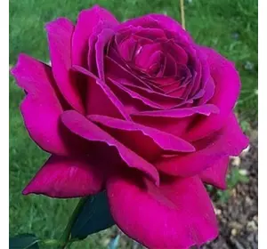 Роза чайно-гибридна "Юріанда"