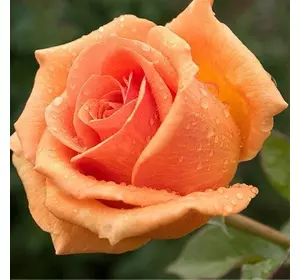 Роза чайно-гибридна "Версилія"