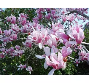 Магнолия Лебнера (Magnolia х laebneri)