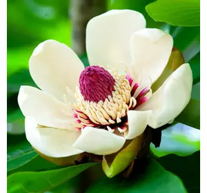 Магнолия (Magnolia obovata)