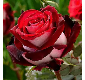 Роза "Латін реді"