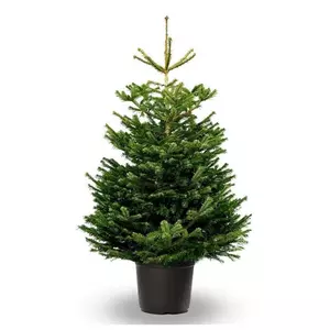 Ялина Зелена Бальзамічна Ялина Зелена Бальзамічна