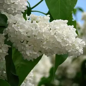 Саджанці Бузку Саджанці Бузку