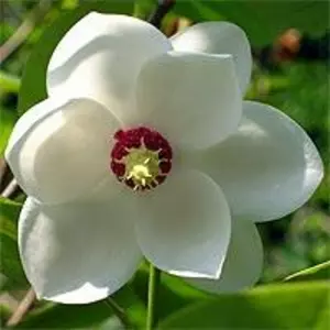 Саджанці Магнолій Саджанці Магнолій