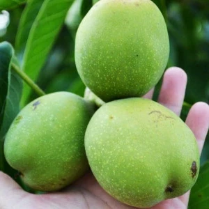 Саджанці Горіха Саджанці Горіха