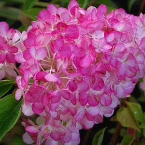 Саджанці Гортензій Саджанці Гортензій