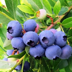 Лохина П'ятирічна Лохина П'ятирічна