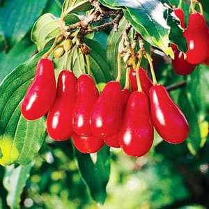 Саджанці Кизила Саджанці Кизила