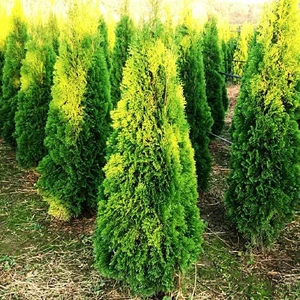 Саджанці Туй Саджанці Туй