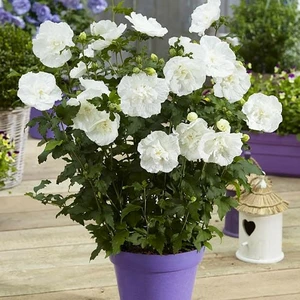 Саджанці Гібіскуса Саджанці Гібіскуса