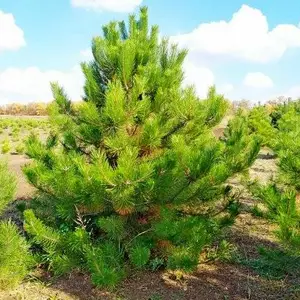 Саджанці Сосни Кримської. Саджанці Сосни Кримської.