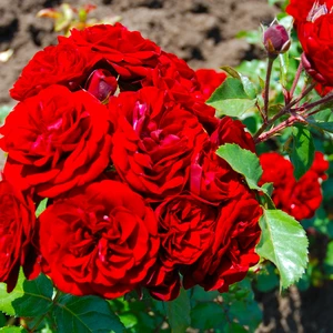 Саджанці Бардюрних Роз Саджанці Бардюрних Роз