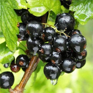 Саджанці Смородини Саджанці Смородини