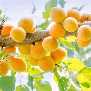 Саджанці Абрикоса Саджанці Абрикоса
